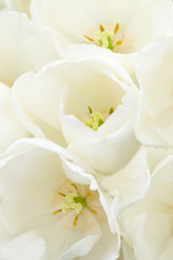 Biały tulipan, kwiat