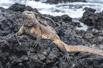 A marine iguana resting on dark volcanic rocks in Galapagos Islands, Ecuador. South america, darwin, evolution, travel, tourism, no people, nature, sea, rock, wildlife, lizard, ocean, volcanic, animal