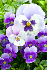 Many pansy flowers
