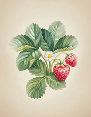 Watercolor strawberry bush