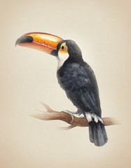 Watercolor illustration of a toucan bird