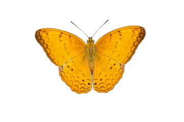 Male of common yeoman butterfly on white