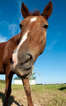 Horse Face