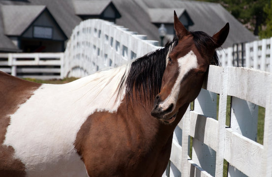 A horse scratching his head on a fence.