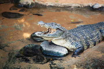 Open mouth crocodile in the water. Close up.