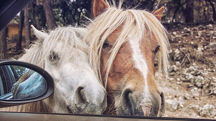 Two ponies trying to get inside the car during the safari ride