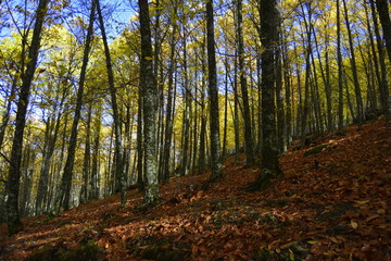 Castaños en otoño.Castañar de El Tiemblo. Ávila