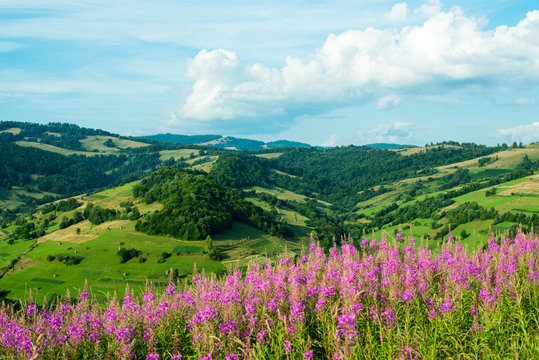 Landscape in the Carpathians with fireweed