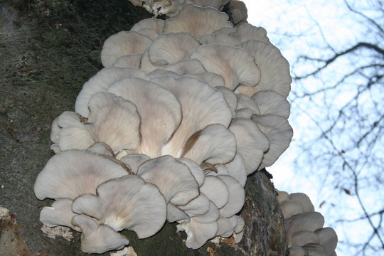 Austernseitlinge