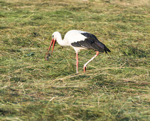 Stork with its Prey