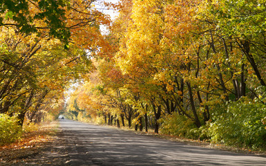 Obraz premium Autumn landscape with road and beautiful colored trees.