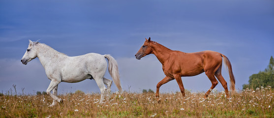 Grey and  red stallions on blue sky background