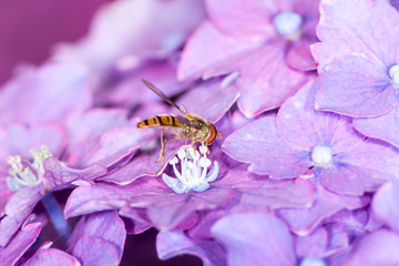 Hoverfly on a Hydrangea Flower