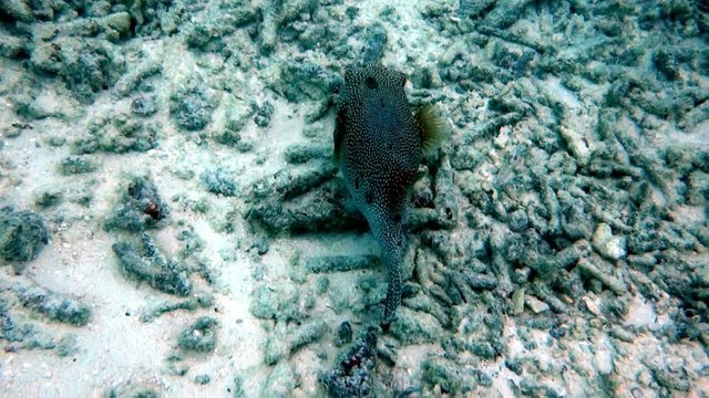 kleiner Kofferfisch am Strand