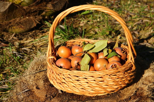 Cesto di frutta