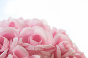 Beautiful pink flower on white background