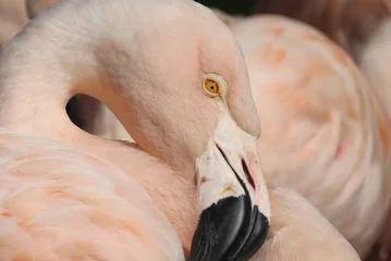 Photo sur Plexiglas Flamant Pretty flamingo
