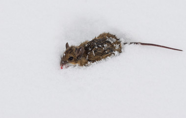 Dead mouse on the snow