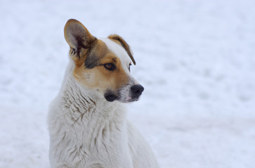 Outdoor portrait of mixed breed, flap-eared dog