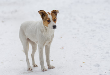 Outdoor portrait of cute stray dog