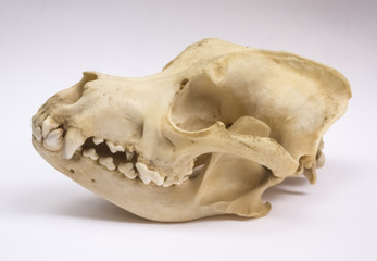 Hundschädel Rottweiler von der Seite