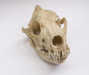 Hundschädel Rottweiler schräg von oben