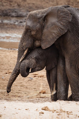 elefanti tanzania abbraccio