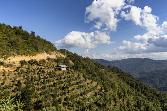 Traditional tea plantation in Phongsali Laos