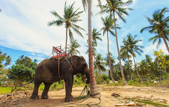 Fototapeta Thai Elephant with bench for trekking