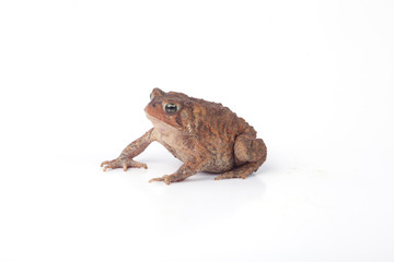 Toad
