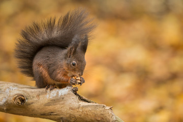 Red squirrel on mottled background with copy space to the right