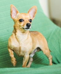  Russian Toy Terrier