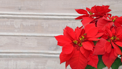 poinsettia on wooden background