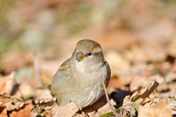Sparrow