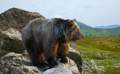  bear on stone in wildness