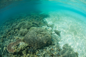 Fototapeta na wymiar Reef and Sand