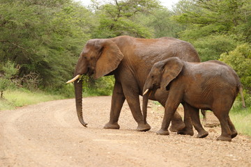 elefante mammifero selvaggio del sudafrica