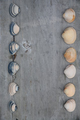 Achtergrond van mooie schelpen op oud hout