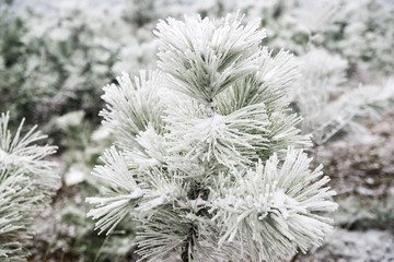 Pine needles covered with snow