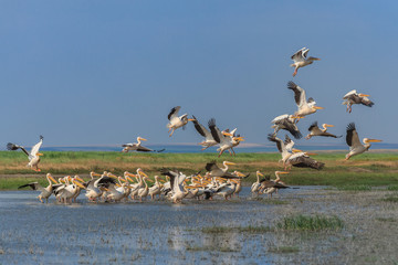 white pelicans (pelecanus onocrotalus)