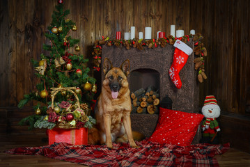 German shepherd dog for Christmas