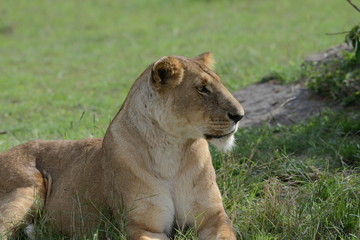 Fototapeta na wymiar Female Lion Gaze