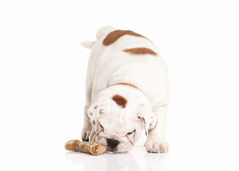 English bulldog puppy on white background