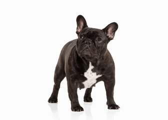 French bulldog puppy on white background