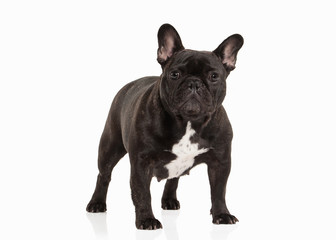 French bulldog puppy on white background