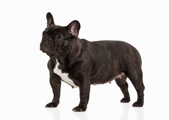 French bulldog puppy on white background