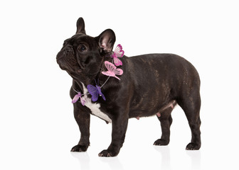 French bulldog puppy on white background