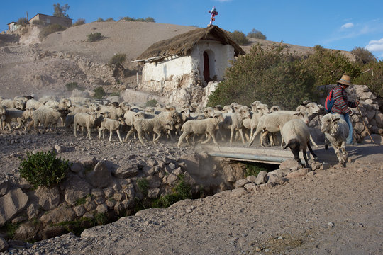 Flock of Sheep in Mountain Village of Putre