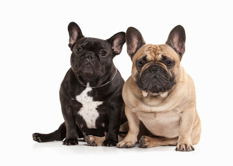 Two French bulldog puppies on white background