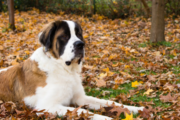 Saint Bernard Dog in Autumn